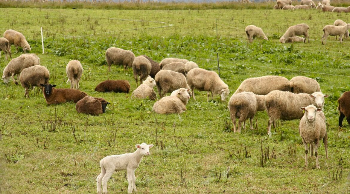 Sacrifice ( Qurbani ) 1442/2021 1 Qurbani
